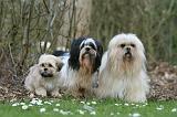 LHASSA APSO 196